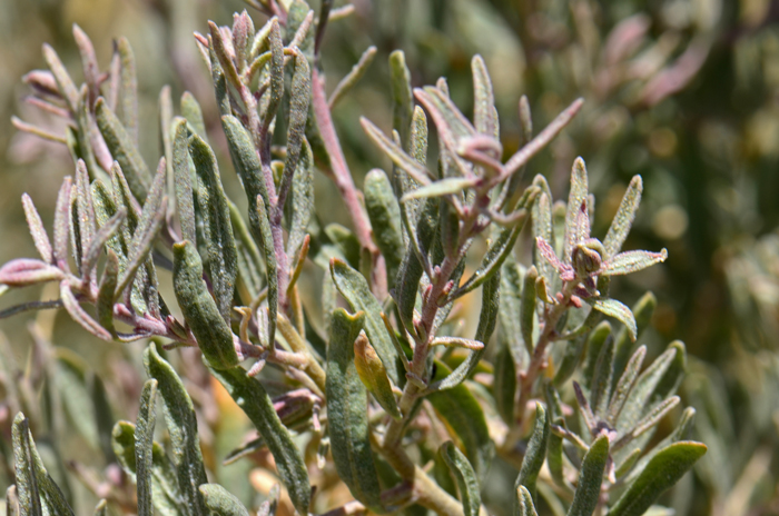 Four-wing Salt Bush has silvery gray-green leaves covered on both sides in a fine pubescence. They are alternate, mostly evergreen and typically linear to lanceolate but they are variable and may also be oblong or obovate. The leaf margins are usually smooth. Atriplex canescens 